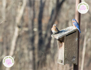 Bird watching more than just a hobby
